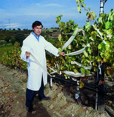 INGENIERO-AGRONOMO